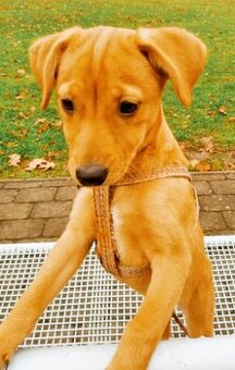 Jezevčík křížení