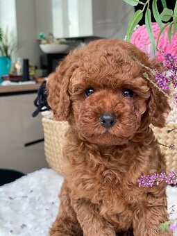 Neuvěřitelný toy pudlík P.P. FCI