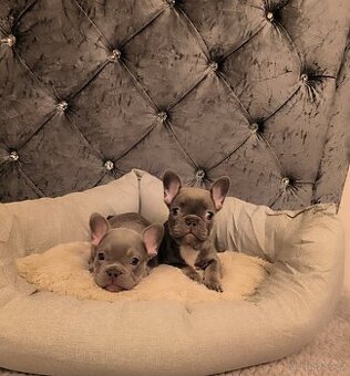 Francouzský buldoček