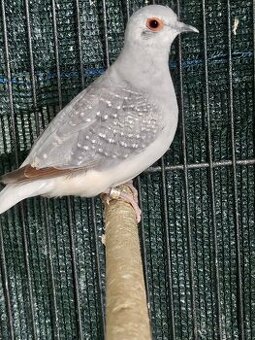 Holoubek diamantový