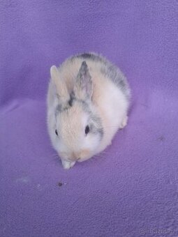 Zakrslý králíček