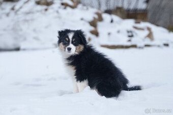 Australský ovčák s PP