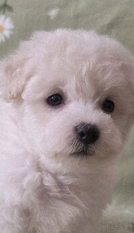 Bišonek frisé s Pp