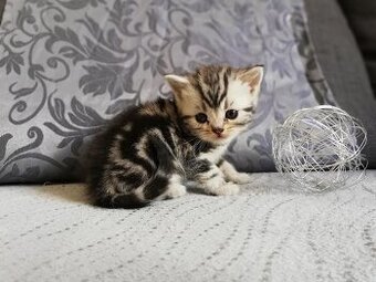 Britská koťátka s PP