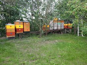 Prodám vyzimovaná včelstva, včely rám. míra 39x24