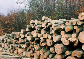 Palivové dřevo prodej