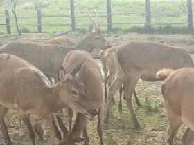 Prodej daňčí jelení a mufloní zvěř