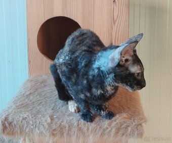 Cornish rex kočka kotě