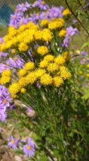 Hvězdnice zlatovlásek Aster linosyris 1700 semen 50 Kč
