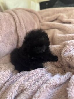 Pomeranian