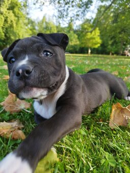 Americký stafordširský teriér : AMSTAFF
