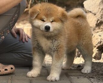 Akita Inu s průkazem původu FCI & AKIHO