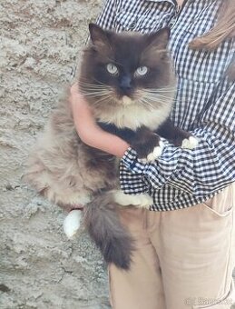 Ragdoll kocour- krytí