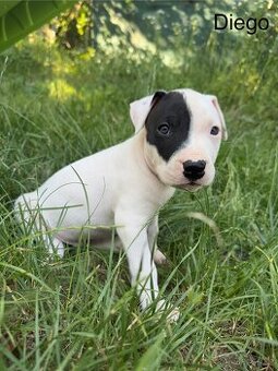 Americký pitbulteriér (apbt) s