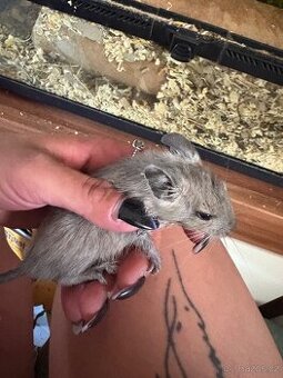 Osmák degu