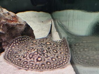 Potamotrygon motoro marbled
