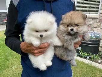 Pomeranian-mini
