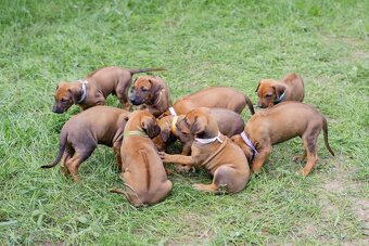 Rhodéský ridgeback