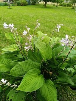 Hosta (Bohyška, Funkie)
