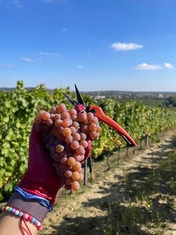 Hrozny bílé, modré