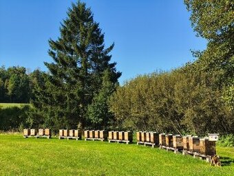 včely, včelstva, produkční včelstva 2026,včelstva na oddělky