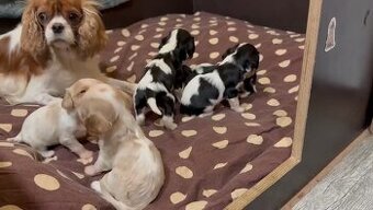 Štěňátka kavalír king charles Španěl