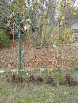 Vzrostlé sazenice maliníku Polka