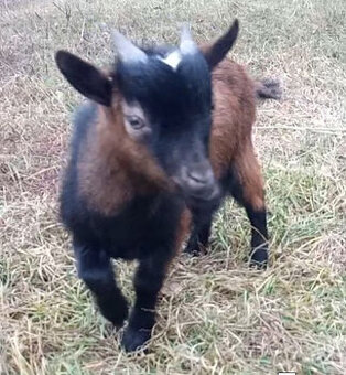 Holandští kozlíci