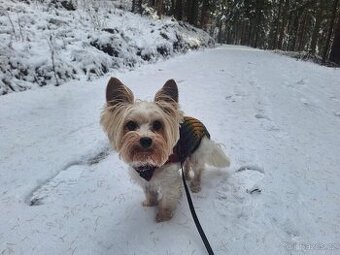 Biewer yorkšírský teriér krytí, připuštění