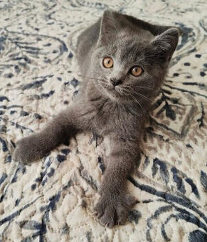 Britská modrá - kotě