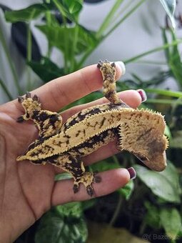 Zahraniční linie - pagekon řasnatý