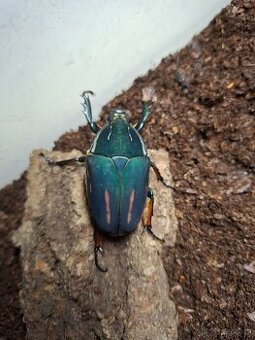 Mecynorrhina torquata ugandensis