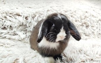 Zakrslý beránek, králíček, králík-LADY