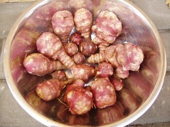 TOPINAMBURY -VHODNÉ NEJEN PRO DIABETIKY- BIO kvalita