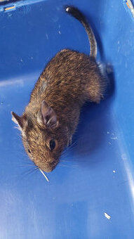 Darujeme Osmáky degu