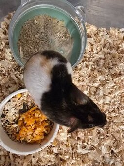 Syrský křeček holčička