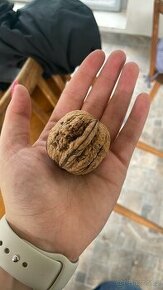 Ořechy PAPÍRÁKY