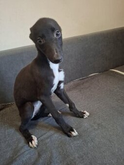 greyhound - 1