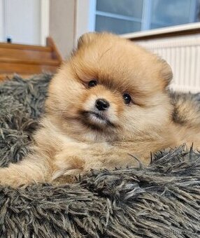 Pomeranian boo