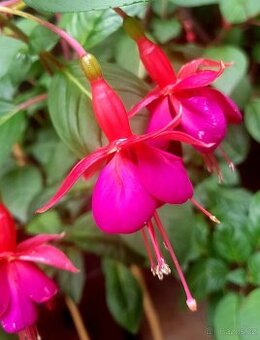 Fuchsie, fuchsie keřová, keře