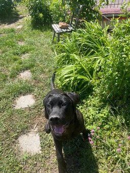 Cane Corso