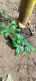 Citronečník trojlistý - Poncirus trifoliata