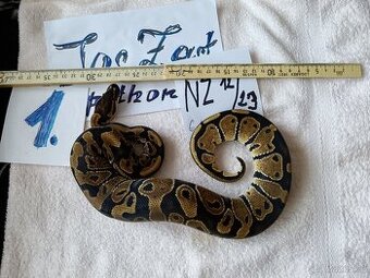 Python regius -krajta královská