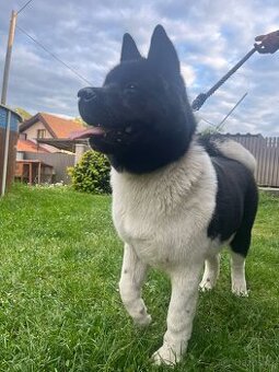 Americká akita