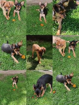 Rusky toy
