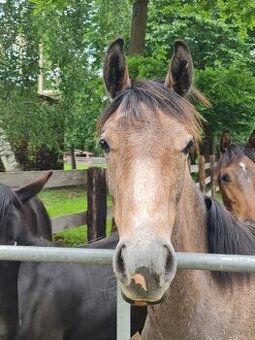 Spirit de Rendpeine