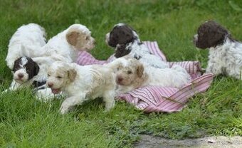LAGOTTO ROMAGNOLO S PP/Italský vodní pes