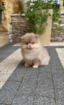 Pomeranian s PP