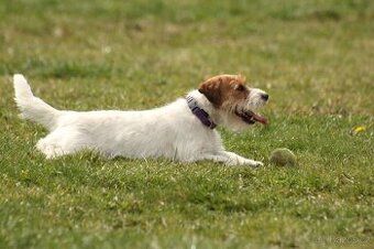 Jack Russell teriér s PP