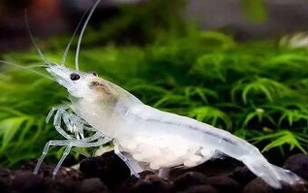 Krevetky - Neocaridina White Pearl / Snow White